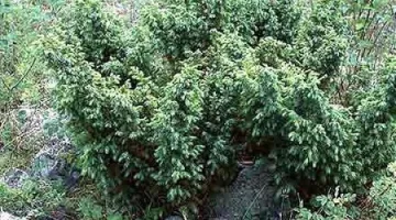 Оцеляването на последните осем храста синя хвойна в Странджа