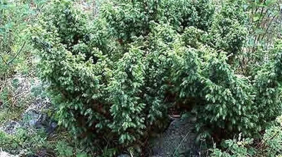 Оцеляването на последните осем храста синя хвойна в Странджа