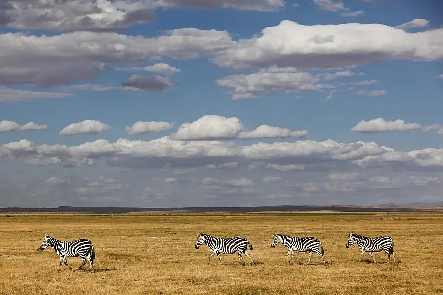Учени откриха защо зебрите са раирани