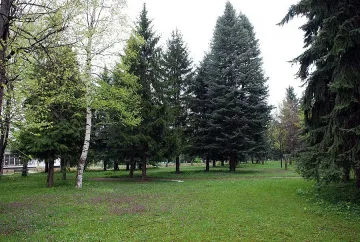 Секач загина при добив на дърва