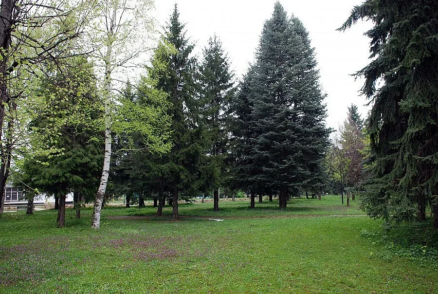 Секач загина при добив на дърва