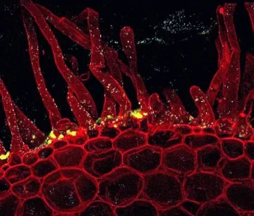Микроби са предизвикали най-голямото измиране в историята