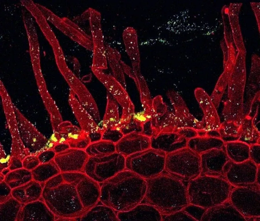 Микроби са предизвикали най-голямото измиране в историята