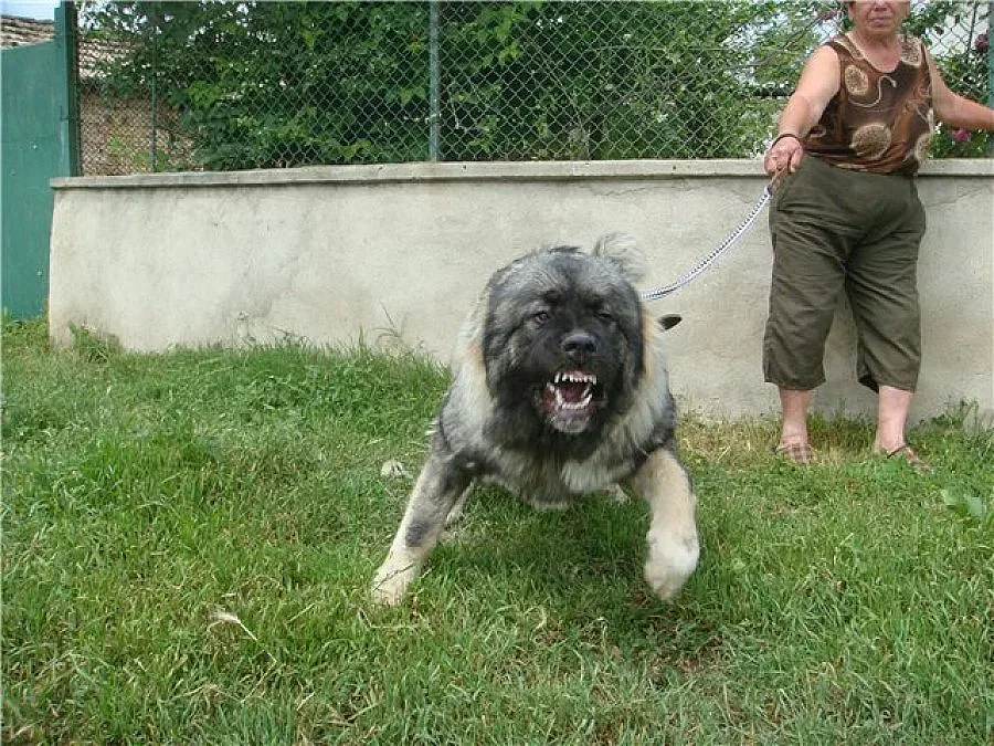 Овчарски кучета разкъсаха болонка, стопанинът се отърва на косъм