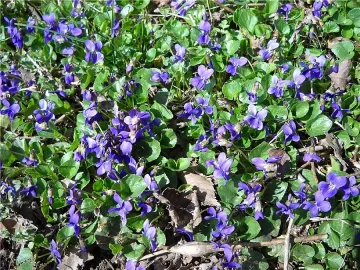 Камери ще пазят теменужки в парк