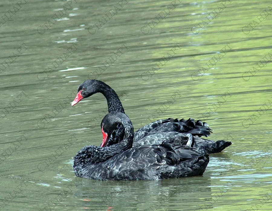 Черни лебеди от Холандия плуват в благоевградско езеро