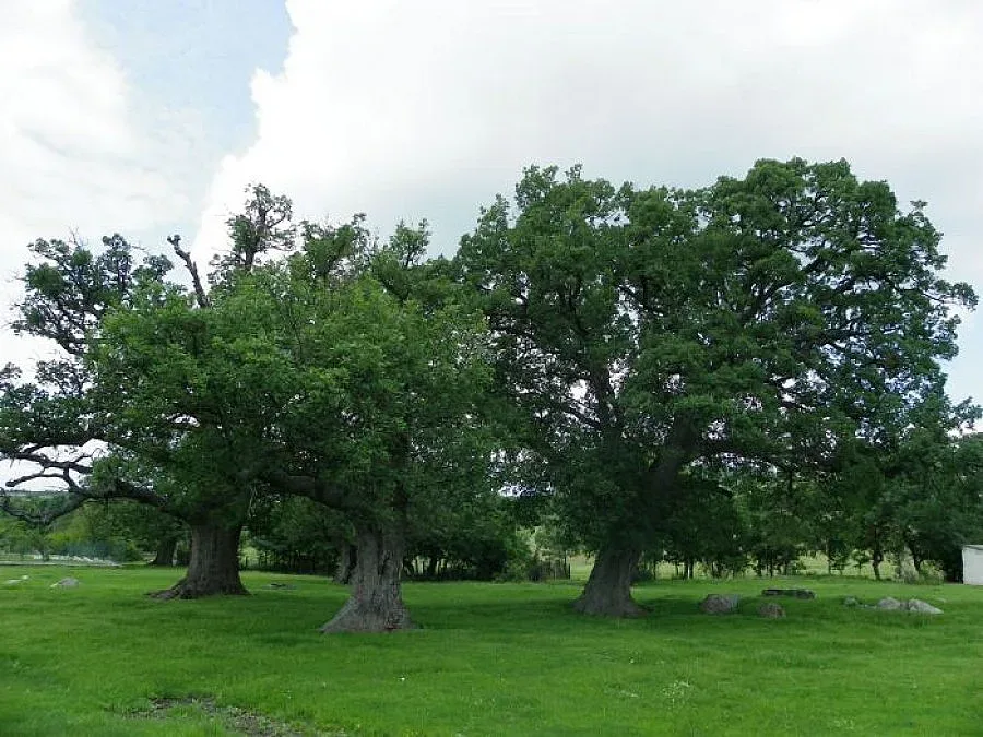 Изграждат парк „Кедикчал” край Татул с вековни дъбове