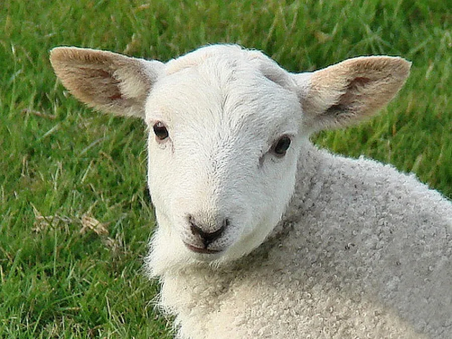 Спипаха крадци на агнета