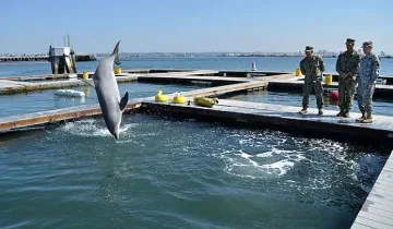 Русия обучава бойни делфини и морски котки