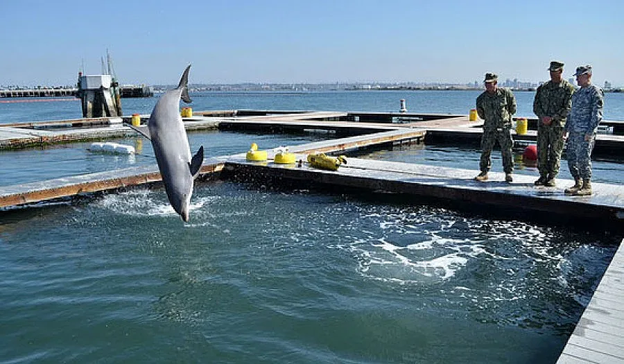 Русия обучава бойни делфини и морски котки