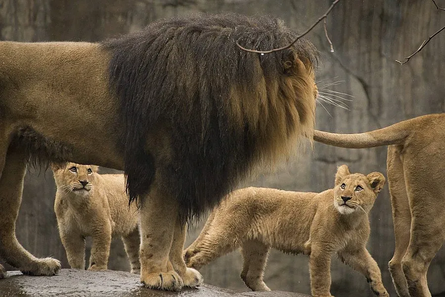 Умъртвиха 4 здрави лъва в зоопарк в Копенхаген