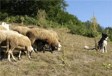 Стопанин на имот преби овчар заради паша на животни