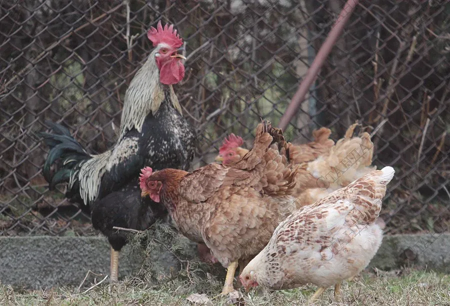 Внимание! Ново огнище на птичи грип