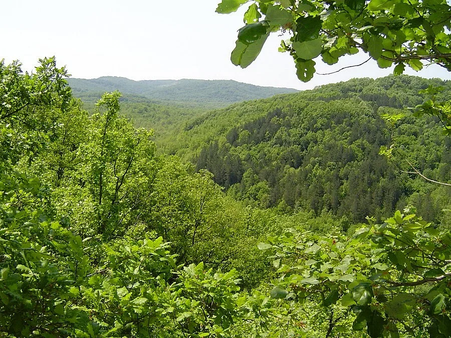 Германци създават горски плантации край Разград