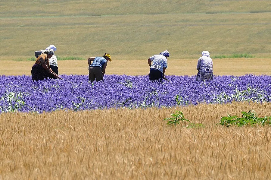 2400 лв. за шеф в министерство