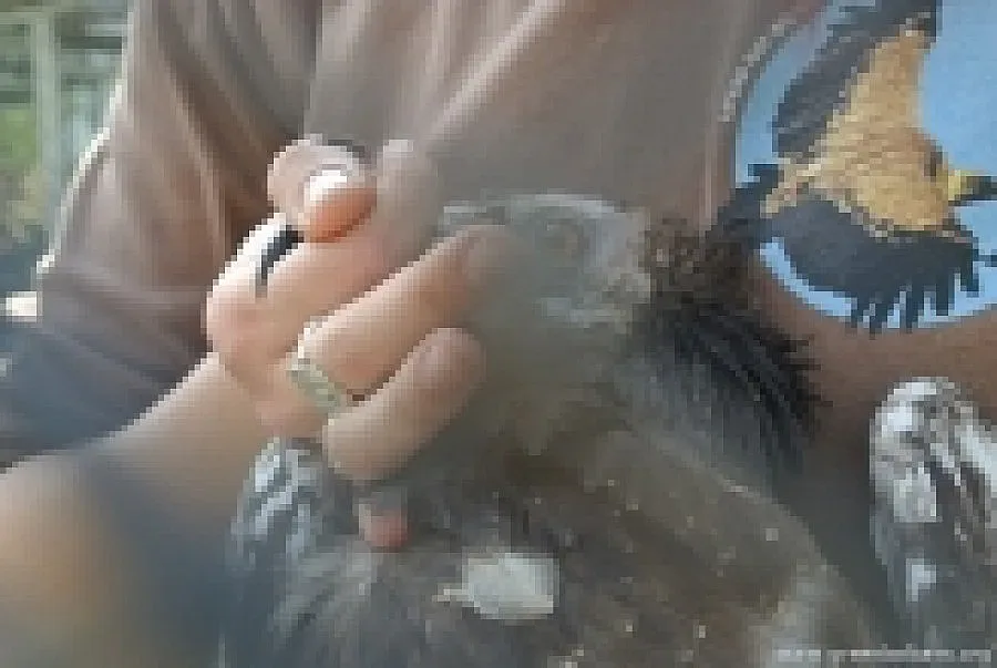 Чехи подкрепят възстановяването на египетския лешояд