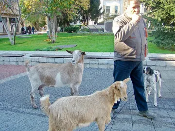Глобяват фермери за поведението на животните им