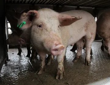 Гладни прасета вкараха фермер зад решетките