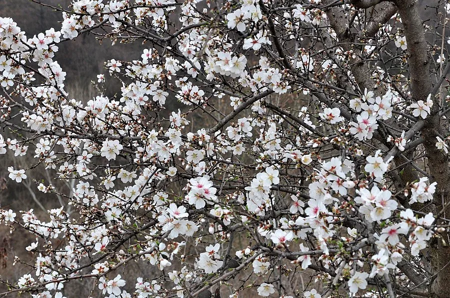 Чудна пролет