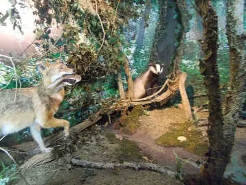 Експозиция показва една от трите лонгозни гори в България