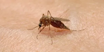 Опасни комари поразяват мозъка