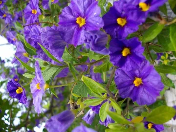 Любител-фотограф подава ръка на болно момиче