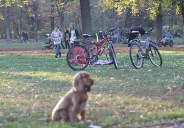 Граждани алармират за сеч в Борисова градина