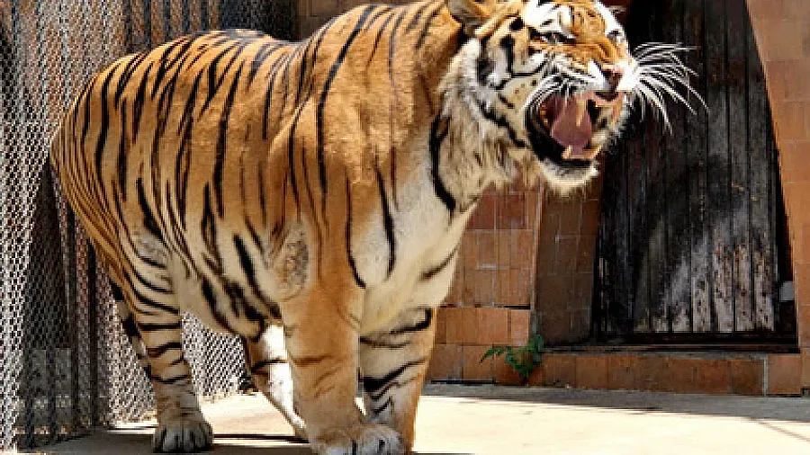 Доведоха булката на тигъра Геро