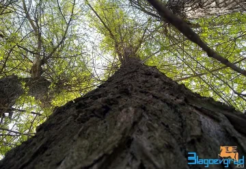 Залесяват над 1800 дка гори с 1 300 000 фиданки