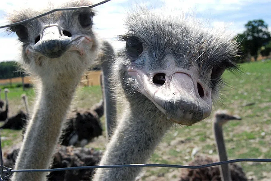 "Доби и щраус" дава хляб на Белгун