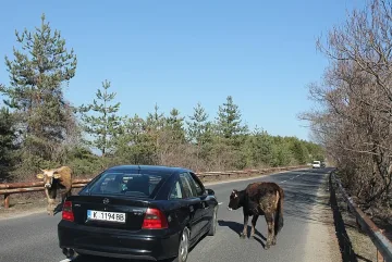 Крави създават опасност на пътя в Кърджалийско