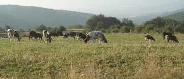 Ваксинират домашни животни заради бясна лисица