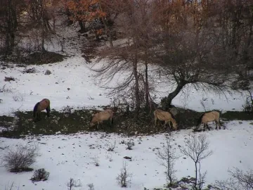 Шведи снимат филм за големите тревопасни в Източните Родопи
