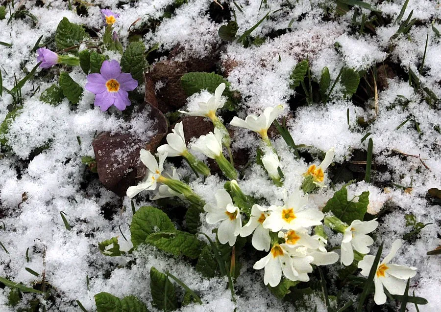 Времето се затопля от сряда
