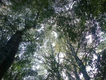 ЮЗДП с меморандум за по-хубави гори