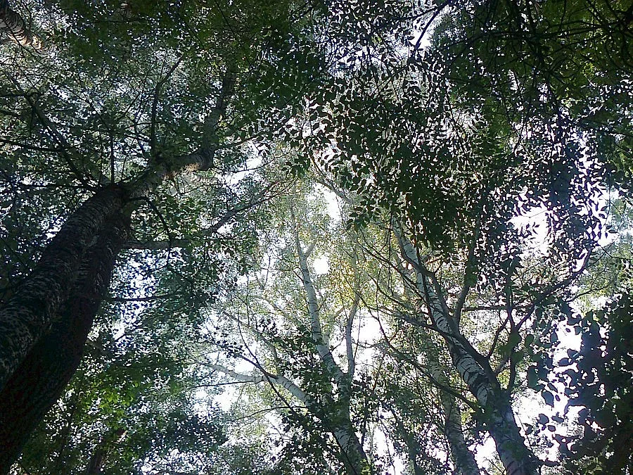 ЮЗДП с меморандум за по-хубави гори