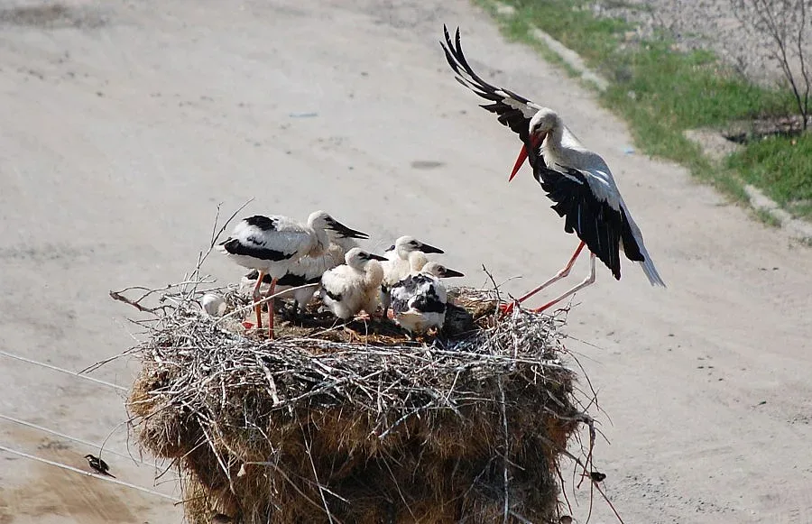 ЧЕЗ обезопасява щъркелови гнезда в страната