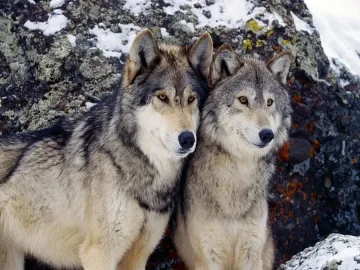 В Кърджалийско алармират за поразии от вълчи глутници   