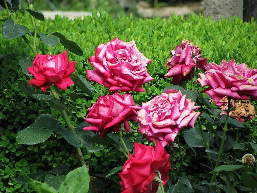 Засаждат 10 000 розови храста в Пловдив