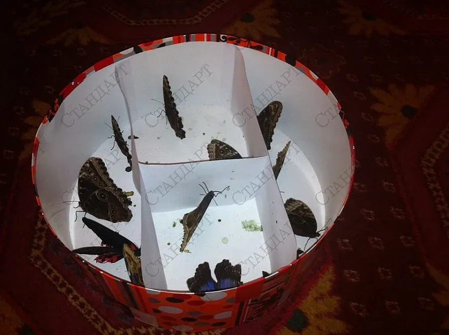 Огромни пеперуди влетяха в парламента