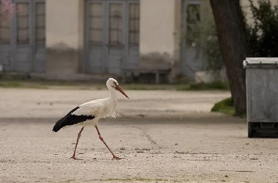 Самуиловци сложиха мартеници само за ден