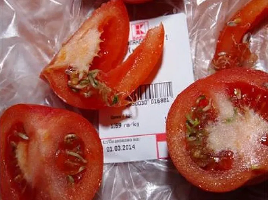 Кълнове в домат шашнаха ракиджия