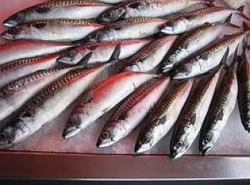 Измамници пробутват килка за сафрид