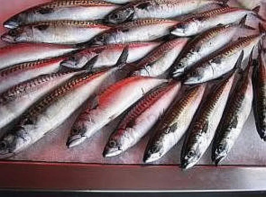 Измамници пробутват килка за сафрид