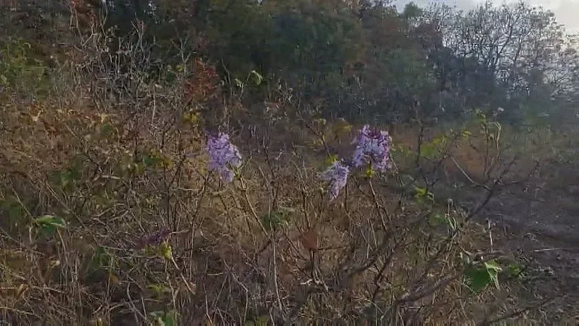 Туристи онемяха. Невиждано чудо в родопско село
