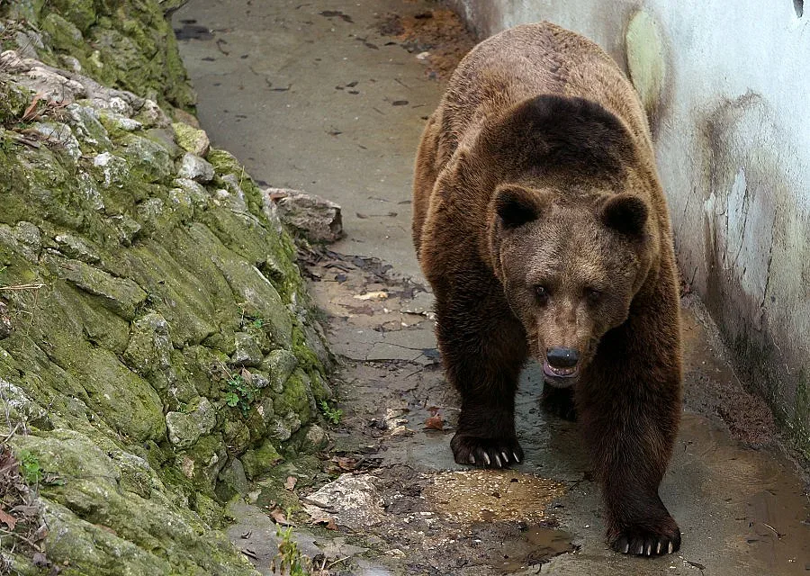 Русе не си дава мечките на Добрич