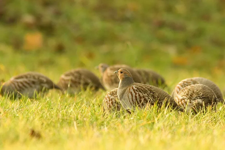 Ловно-рибарско сдружение разселва 700 яребици