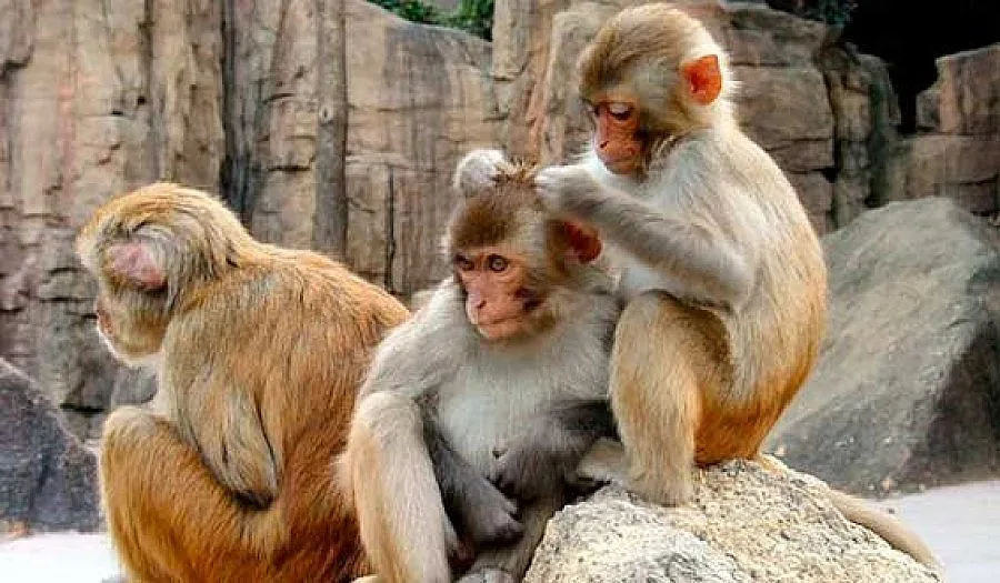 Маймуни ни учат да борим финансови кризи