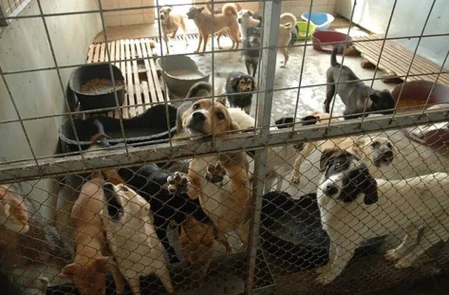 Садисти подпалиха куче