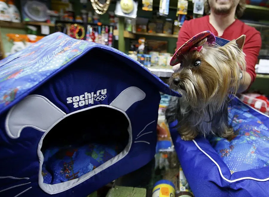 Сочи иска и лятна олимпиада